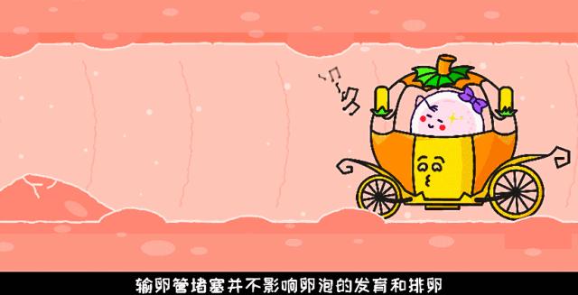 输卵管堵住就不能排卵了吗,输卵管堵塞就一定不能自然受孕吗