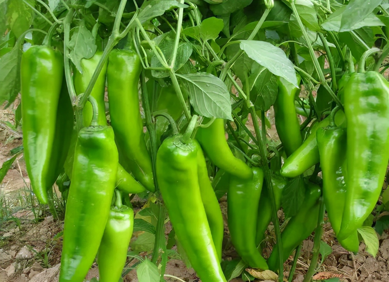 辣椒炭疽病危害叶和果，12种情形容易发病，采取这13项措施防治好