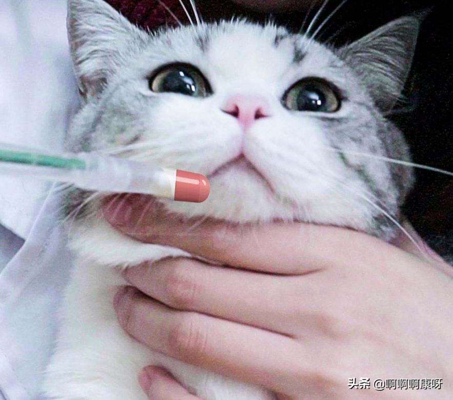 如何判断自己得了猫癣,如何判断猫得了猫癣