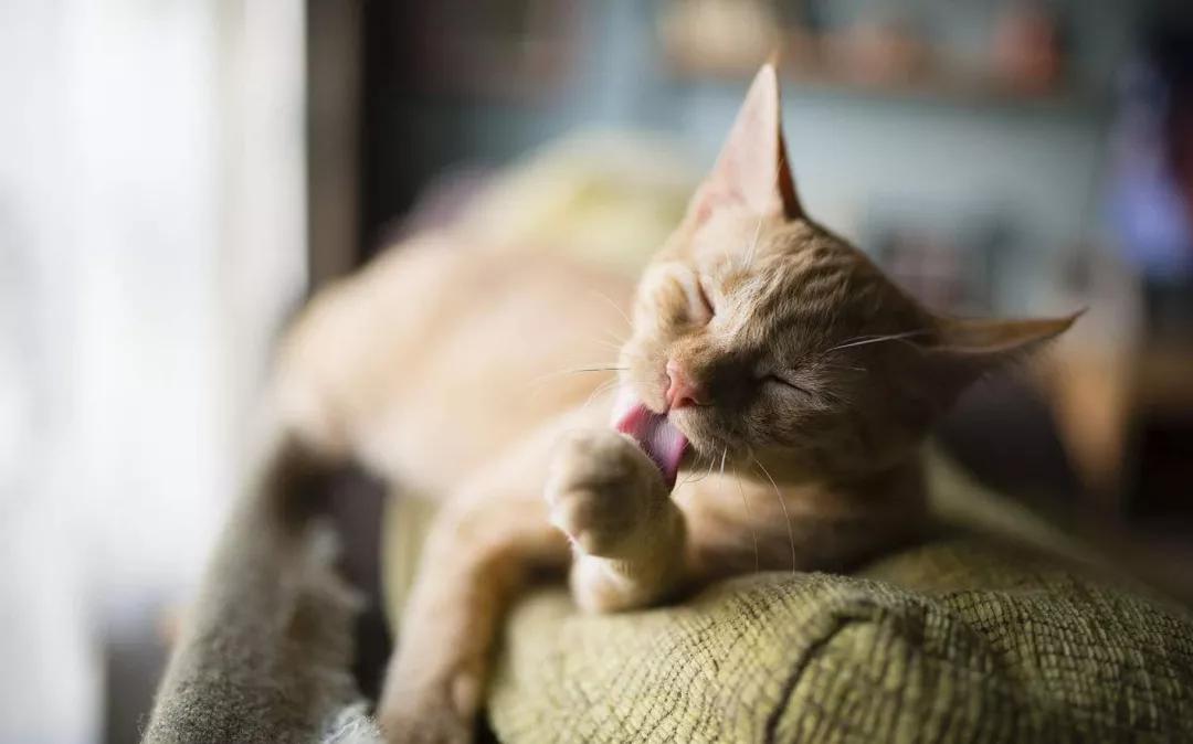 猫咪不小心受伤了该怎么办？这些有效的处理方式铲屎官们一定要看