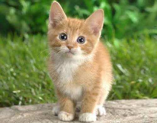 世界上最好的猫咪是什么品种,十大名贵猫72种猫咪品种大全