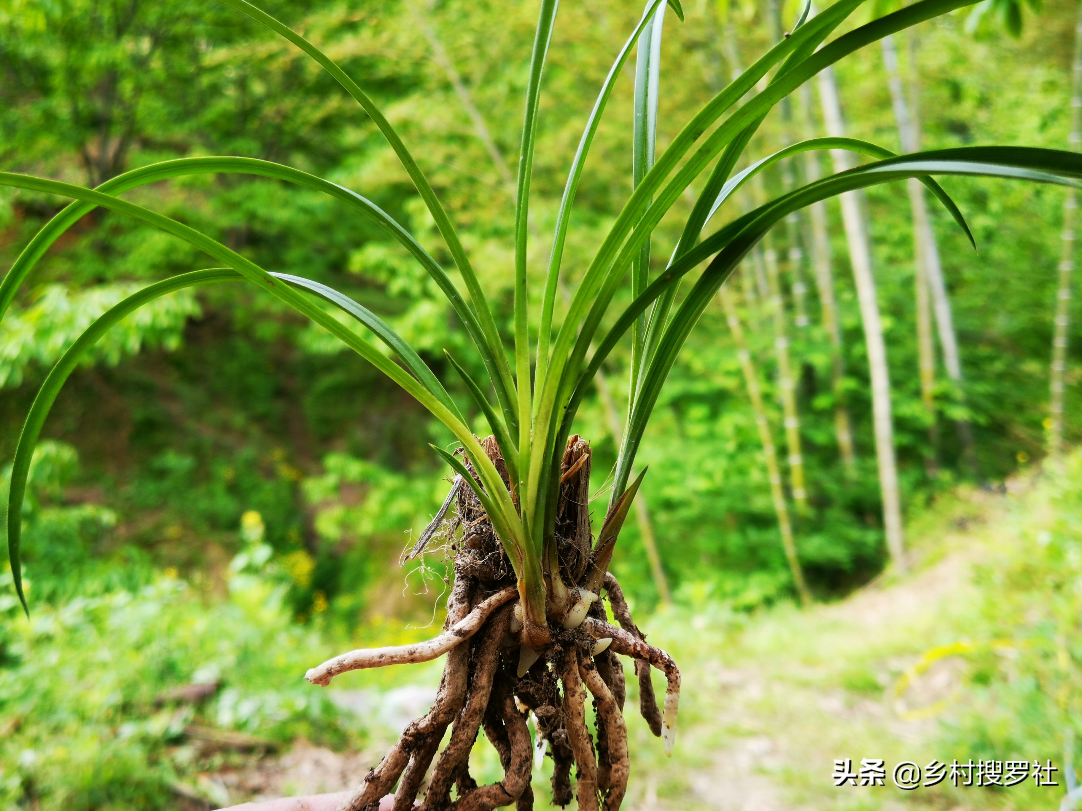 极品兰花如何养成老桩图片,兰花老桩根怎么养活的
