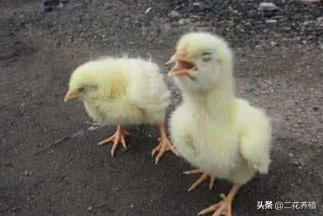 鸡打蔫是怎么回事,鸡打蔫不吃食怎么治