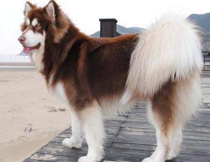 养阿拉斯加犬注意事项,饲养阿拉斯加注意事项