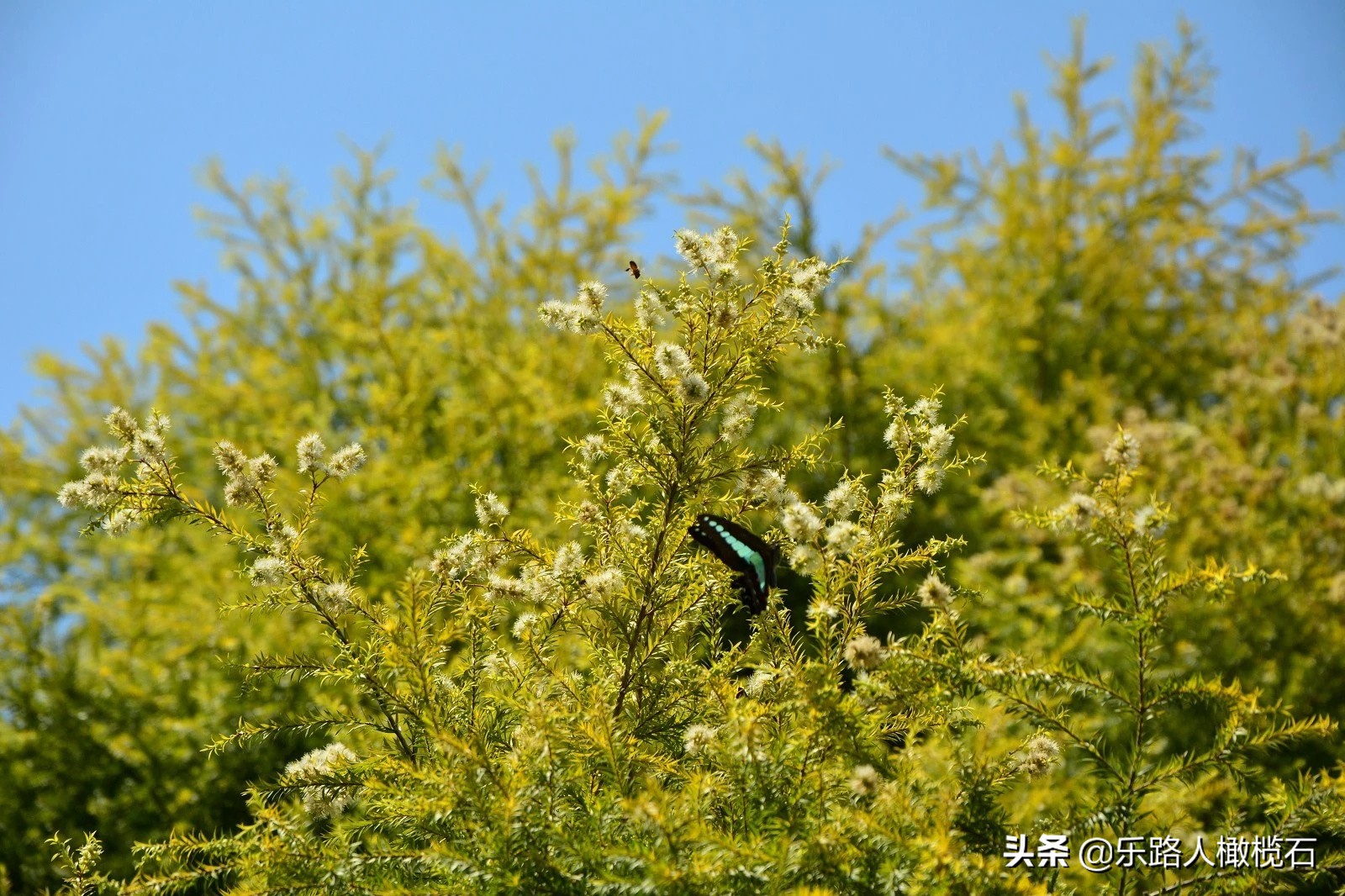 深圳园博园有什么好玩的,深圳园博园旅游指南