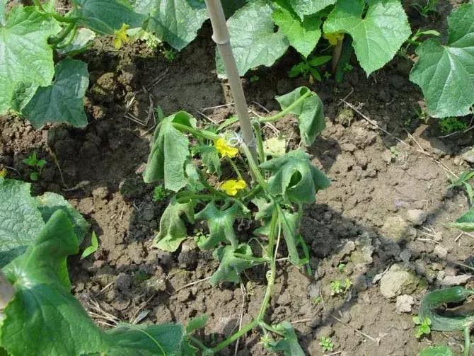 番茄青枯病萎蔫,青枯病和立枯病萎蔫的症状