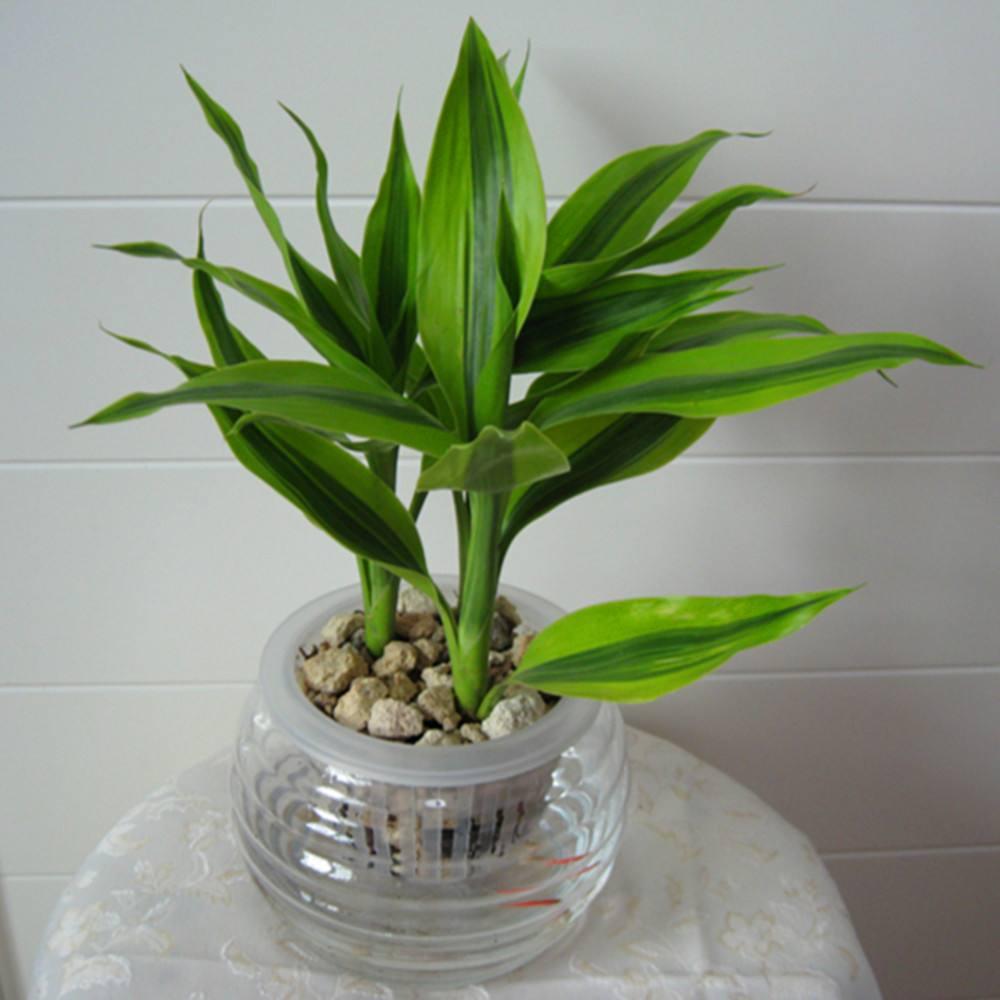 家里富贵竹叶子黄了怎么办,新买的富贵竹水养叶子黄了怎么办