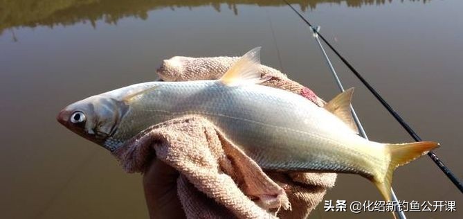 黄尾老是瞄上来是怎么回事,钓黄尾老是锚鱼是怎么回事