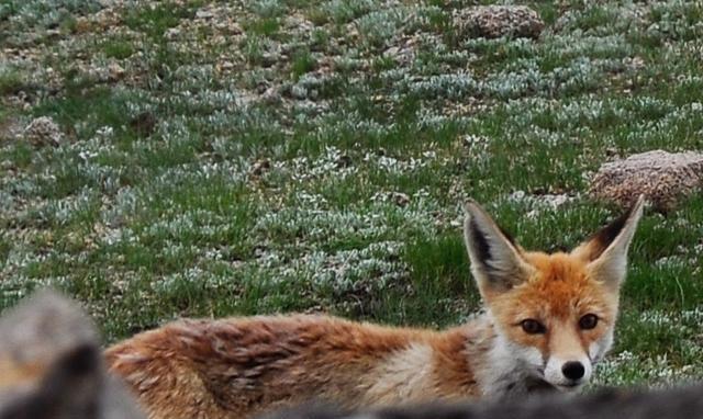 易经中的狐狸——美女神话的兴起