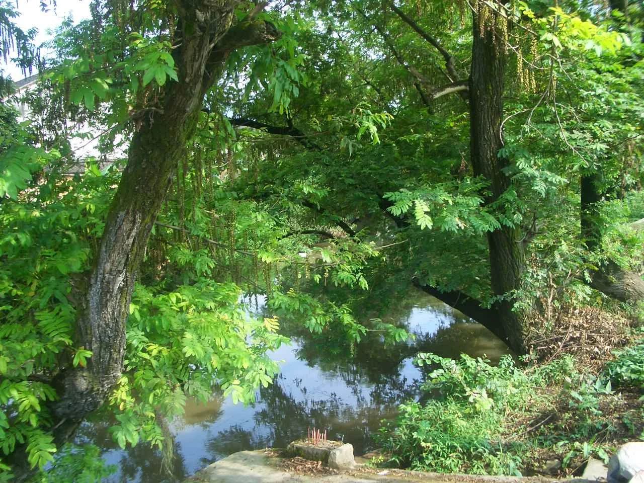 短篇小说丨河树下