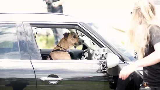 新西兰算不算最佛系的国家了,新西兰是个发达有趣的国家