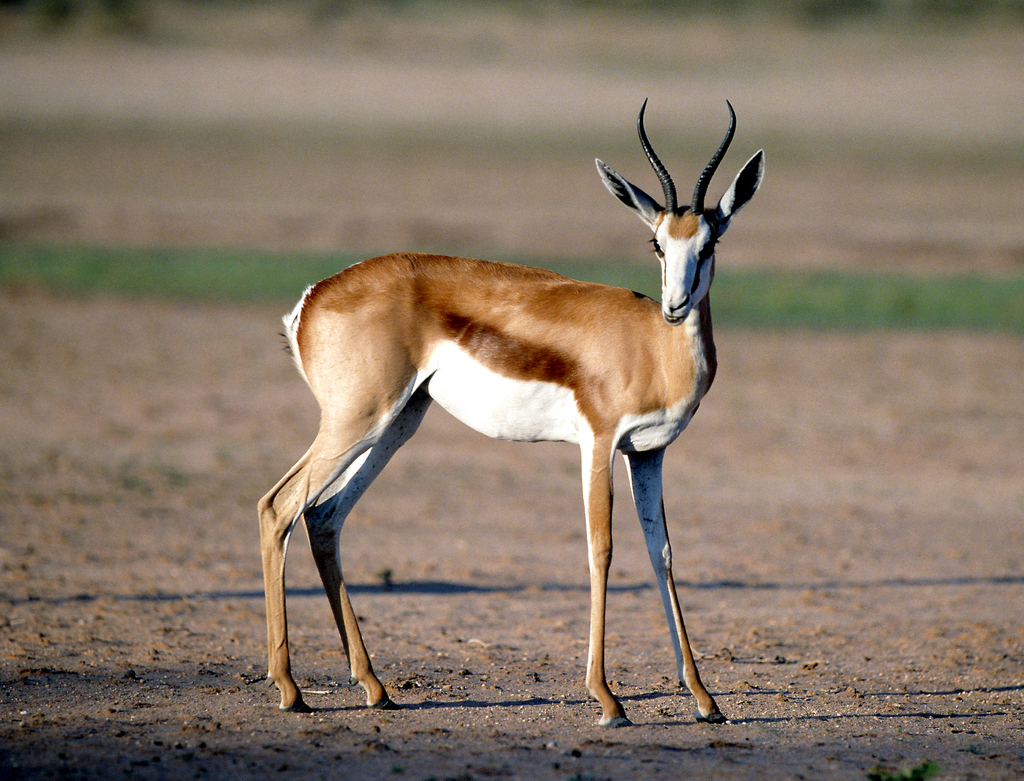 非洲牛科,物种繁多,来认识一下非洲大陆的各种羚羊吧