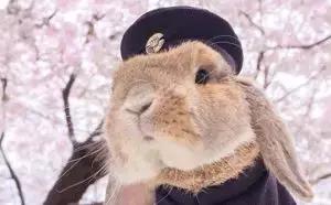 小白兔子拉肚子怎么办,兔子拉肚子怎么判断