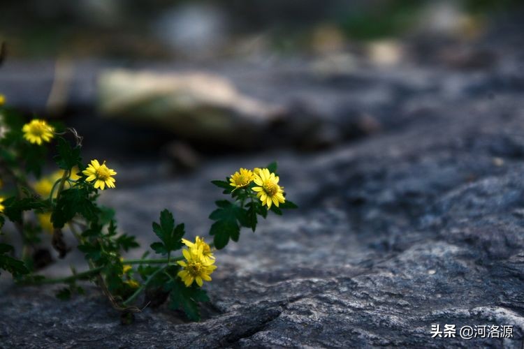 巩义最美乡村,巩义最美乡村游玩好去处