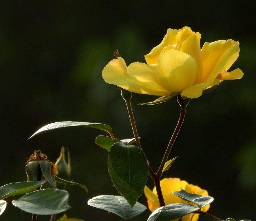 怎么栽月季小苗视频讲解,怎么养好树状月季苗子视频