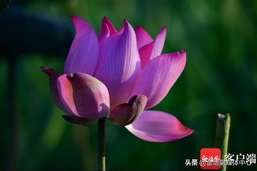 海口五源河湿地公园,海南海口五源河国家湿地公园