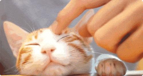 强撸猫灰飞烟灭,让猫咪上头的撸法