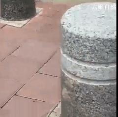 一小黄鼠狼迷路等救助，大黄鼬瞬间出现，不顾围观，叼着幼崽就逃