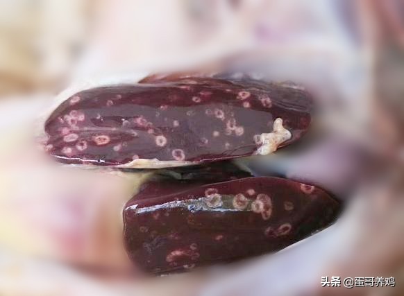 鸡拉红粪是什么原因,养鸡拉白粪用什么药