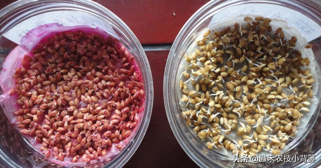 学会这些种植小技巧,妙招壮苗