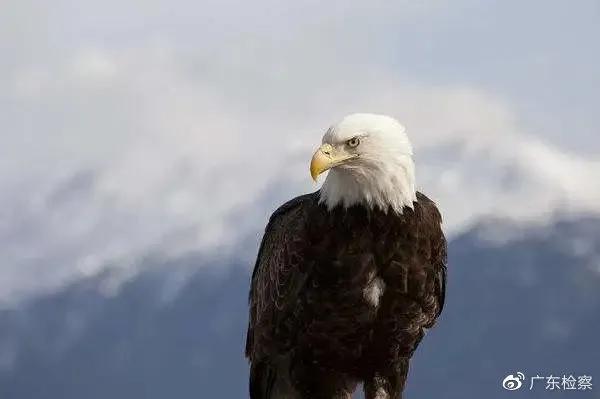 贩卖鹰被抓,一男子捕鸟被抓