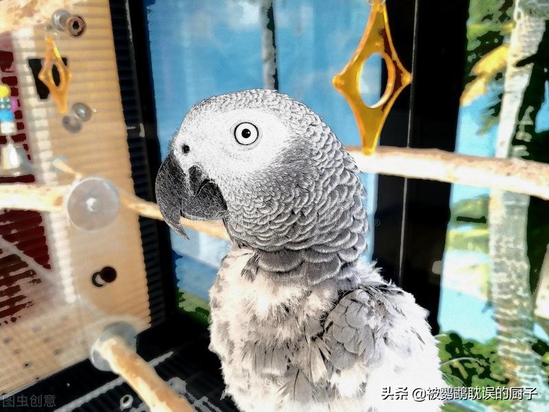 模仿人语世界闻名的鹦鹉，非洲灰鹦鹉性价比最高，你对它了解吗？