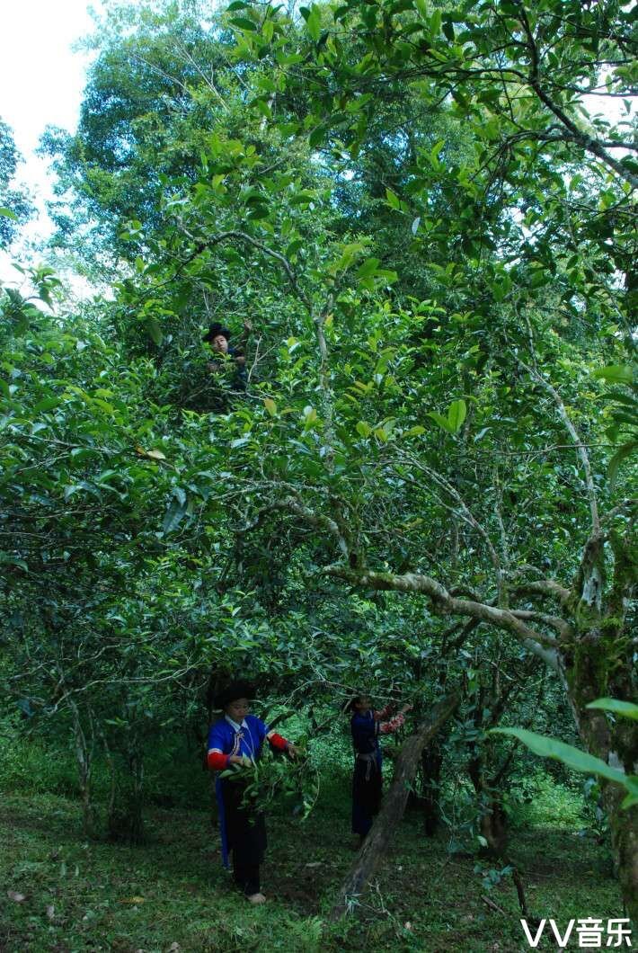 米兰水源好闻吗,米兰矿泉水