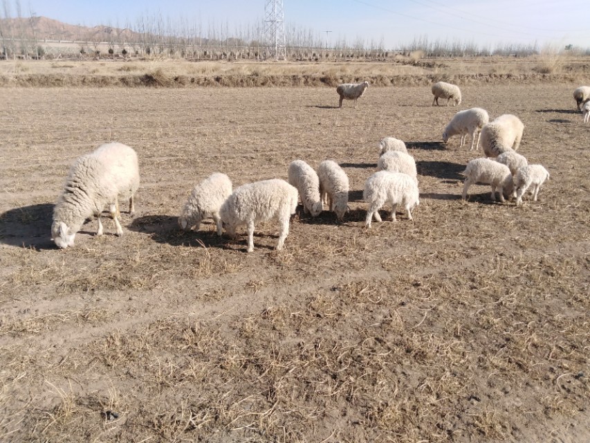 羊得了羊绦虫能吃吗,羊得了绦虫还能放牧吗