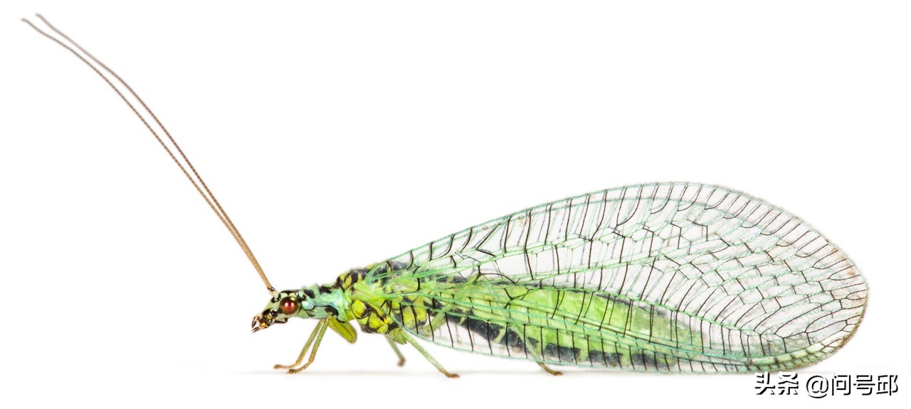 3亿史前昆虫,几亿年前的昆虫远古生物