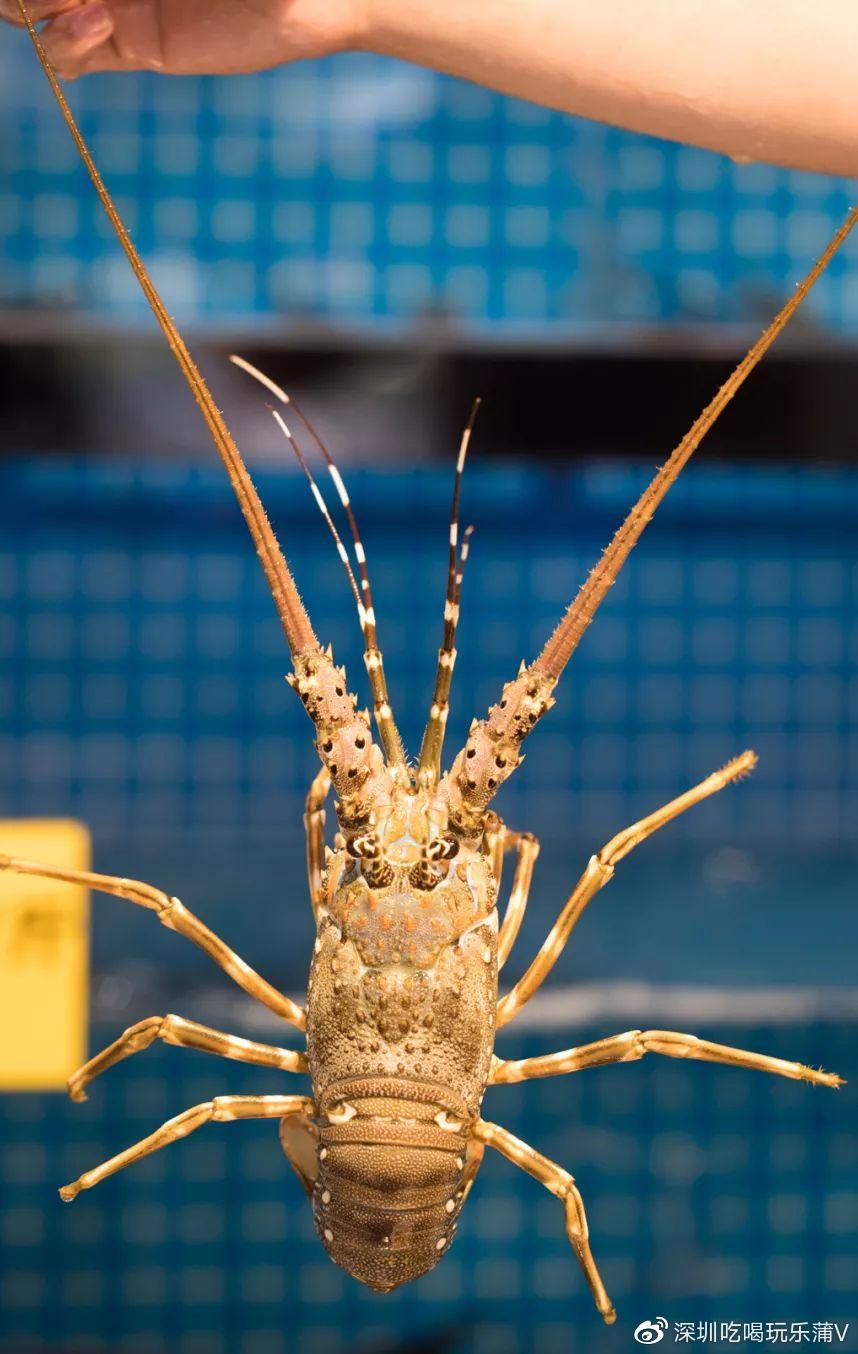 宝安人的顺德饭堂，生蚝用木桶蒸，还加黑松露