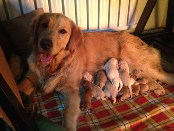 母狗发情期，这6点要做好，铲屎官须牢记