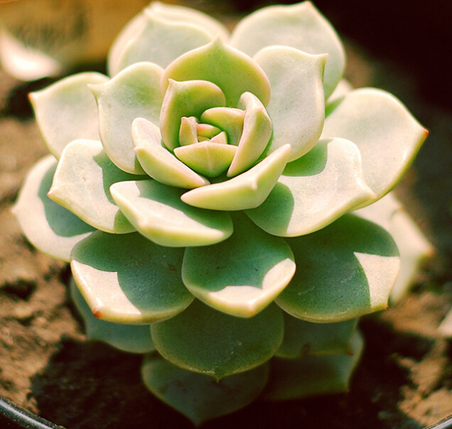 白牡丹怎么种植和管理,白牡丹养殖