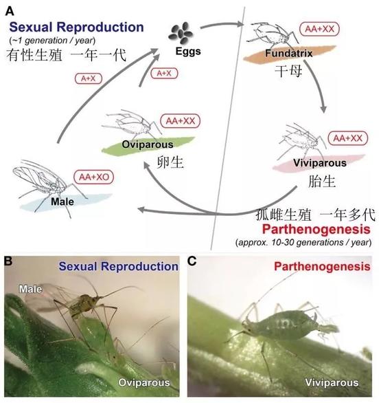 在女儿国,在女儿国男人会怎样