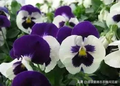 各种花的花语文案,花的花语100种