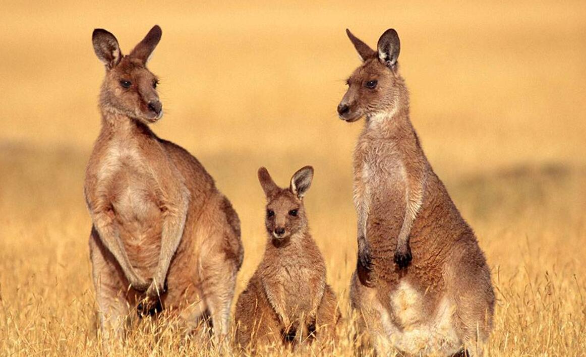 澳洲袋鼠大战,澳大利亚满大街的袋鼠