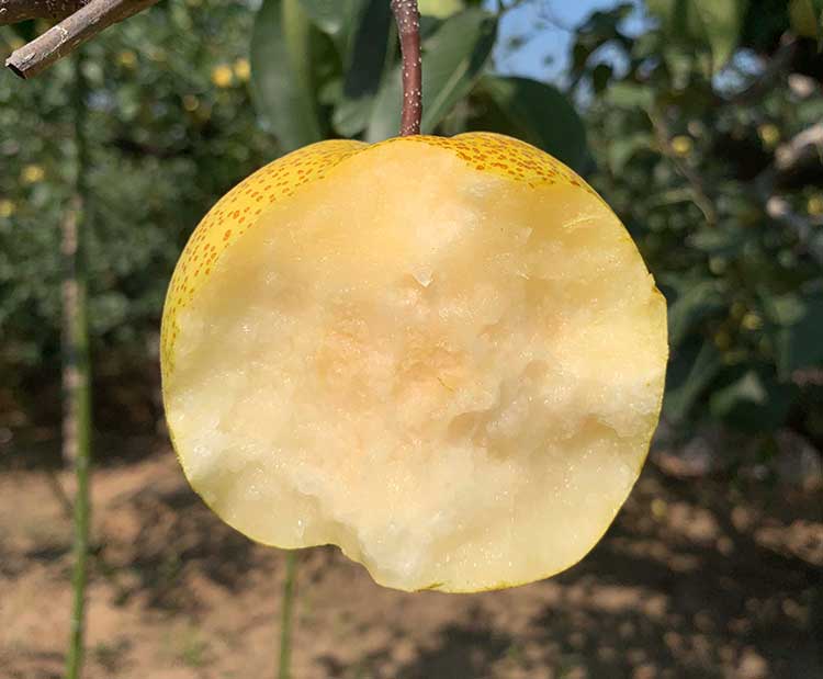 宿州特产哪里最好吃,宿州有哪些特产简介