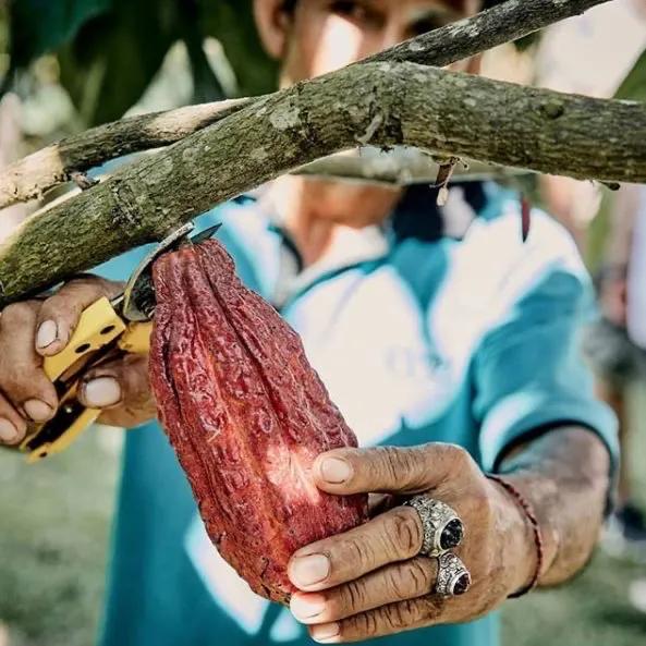 科普巧克力的故事,有关巧克力的知识