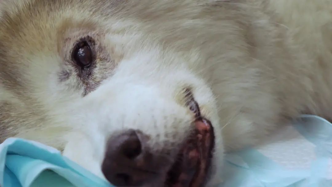 b站高分历史纪录片,2分钟一集的b站纪录片