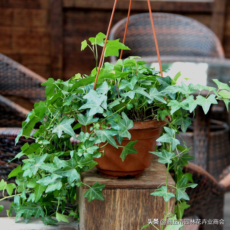 常春藤为啥总是养不活,常春藤收到货后怎么养护