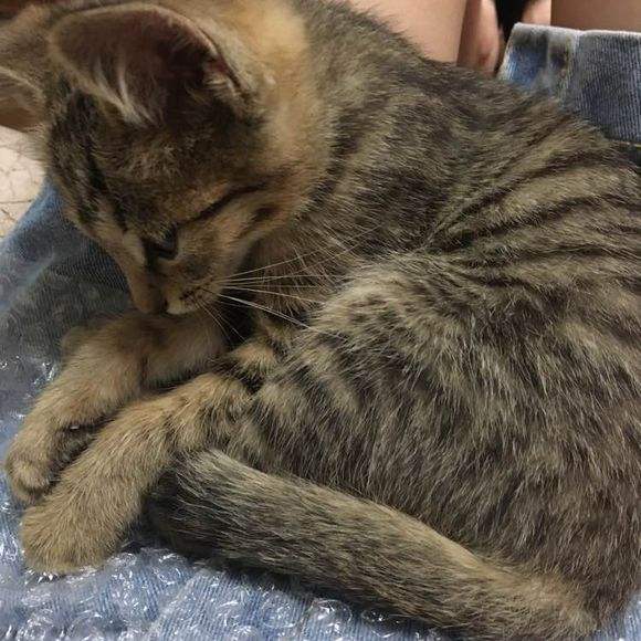 想要领养一只健康又可爱的猫猫吗,想要领养猫咪的好方法