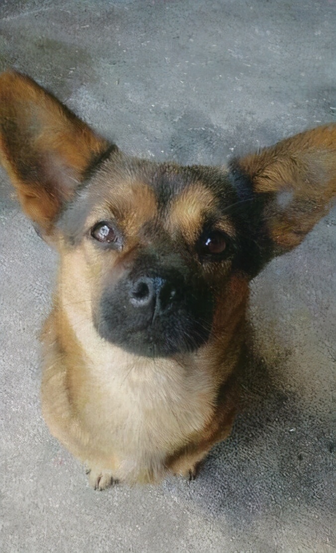 柯基被土狗整怀孕,柯基被德牧咬死