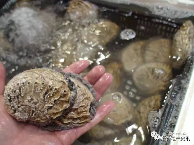 这些诱人的美食你吃过吗,世界上顶级海鲜大全你吃过几种