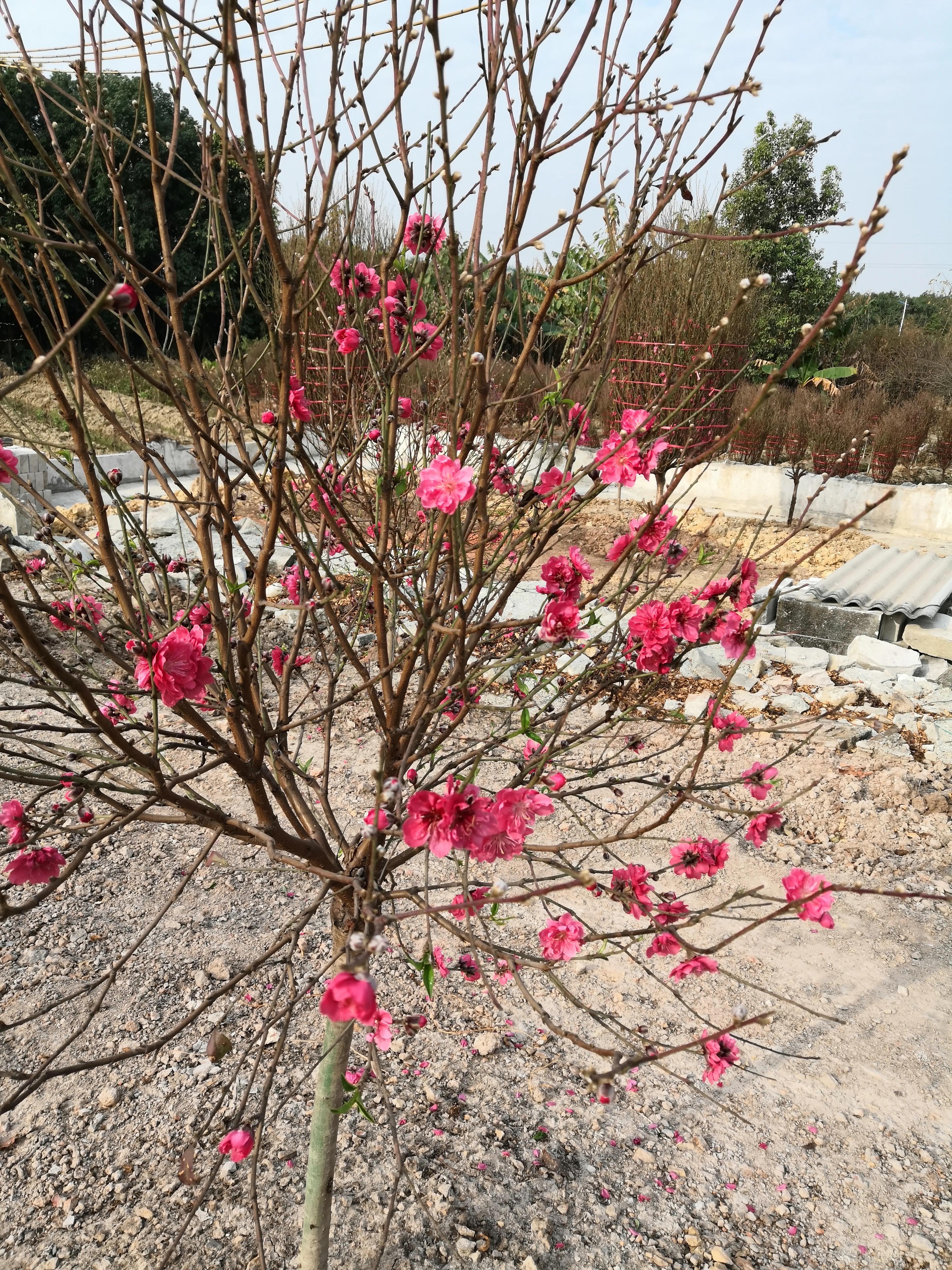 故乡的桃花,故乡的桃花开了