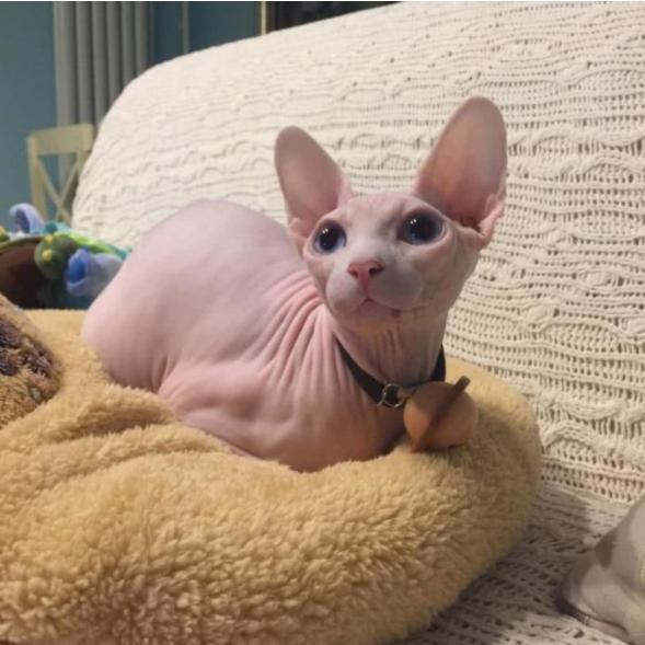 猫难养吗,猫难养么