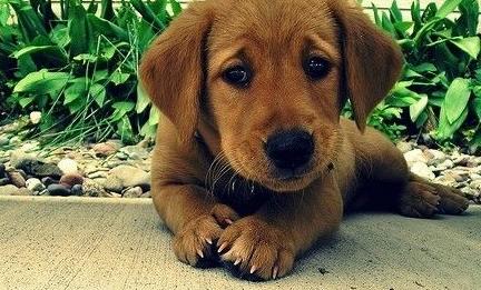 狗狗身上白皮屑怎么办,狗狗身上像头皮屑怎么回事