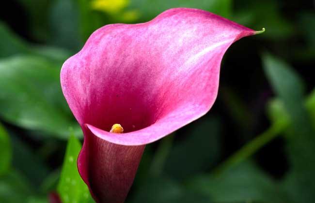 彩色马蹄莲怎么养才开花快,马蹄莲开花期间养护注意什么问题