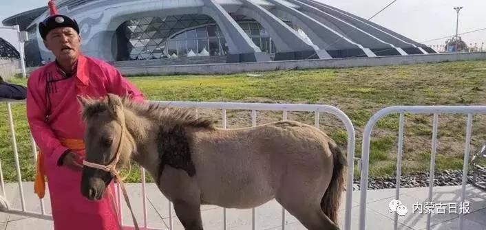 汗血宝马马术表演,汗血宝马蒙古马赛跑