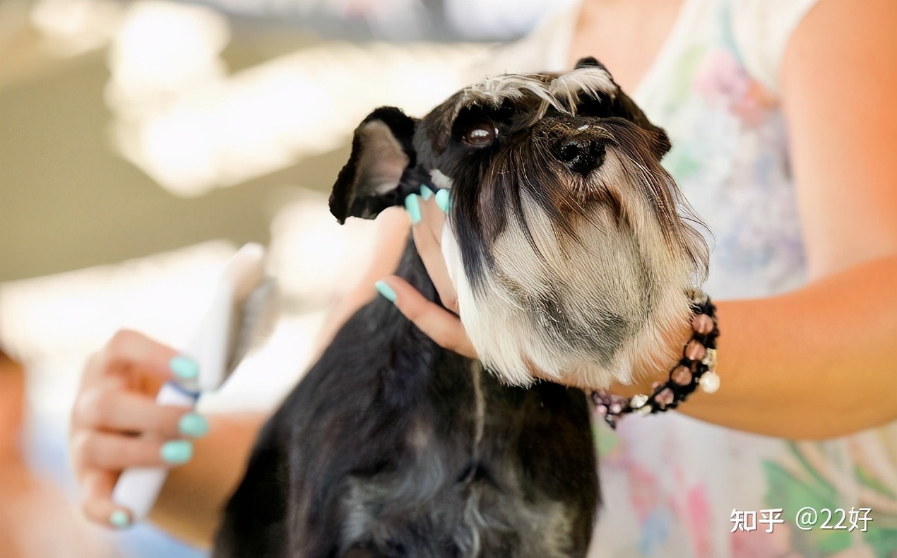 雪纳瑞脱毛吗,雪纳瑞脱毛严重是什么原因