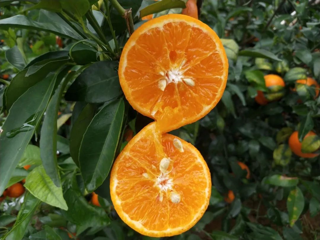 茂谷柑与沃柑并称“杂柑双宝”，为啥行情不温不火？品质很关键