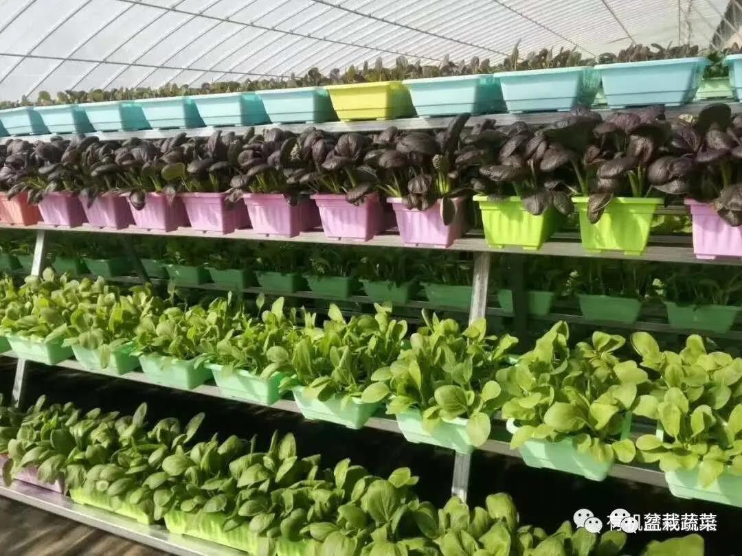 抢名额，19期中国无土栽培和土壤种植技术升级集成培训会